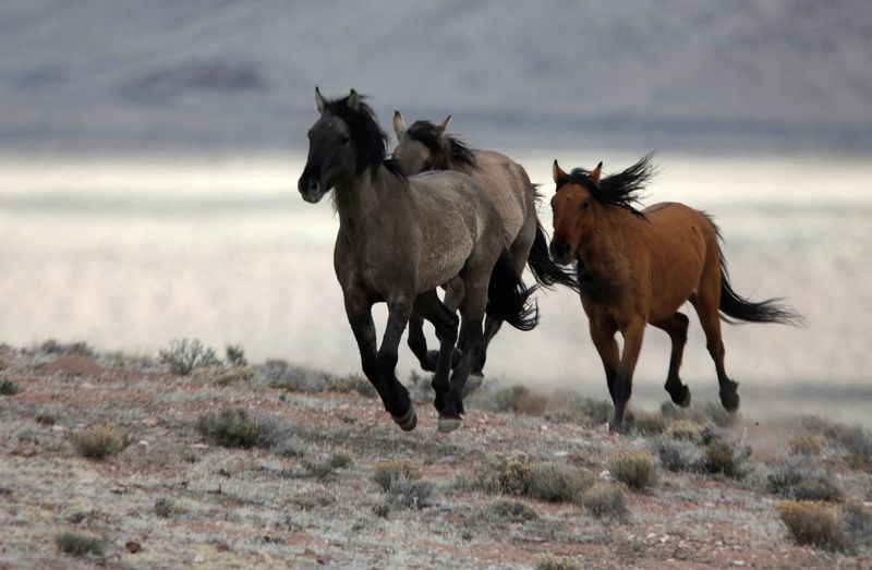 © Reuters. FILE PHOTO: Several wild horses escape the Bureau of Land Management (BLM) gather trap along Highway 21 near the Sulphur Herd Management Area south of Garrison, Utah, February 26, 2015. Picture taken February 26, 2015.  REUTERS/Jim Urquhart 