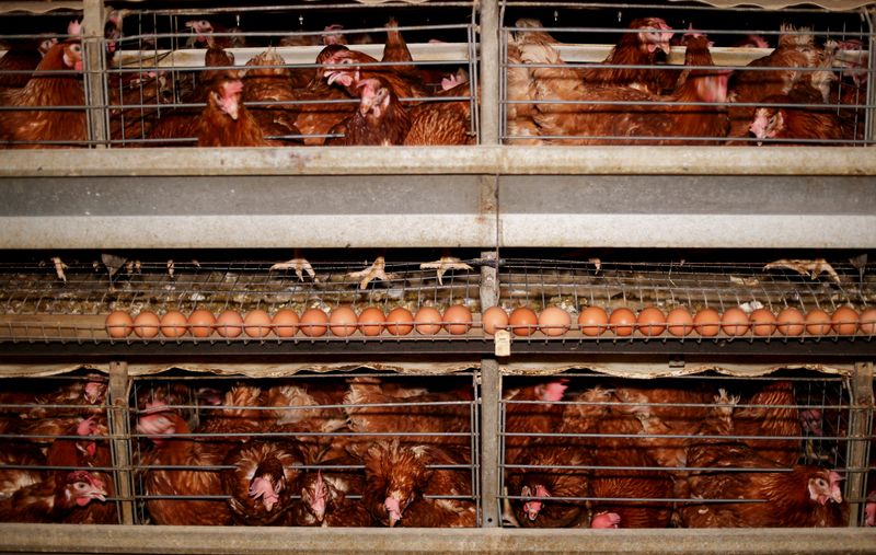 &copy; Reuters. Produção de aves no norte do Cairo, Egito
31/03/2023
REUTERS/Mohamed Abd El Ghany