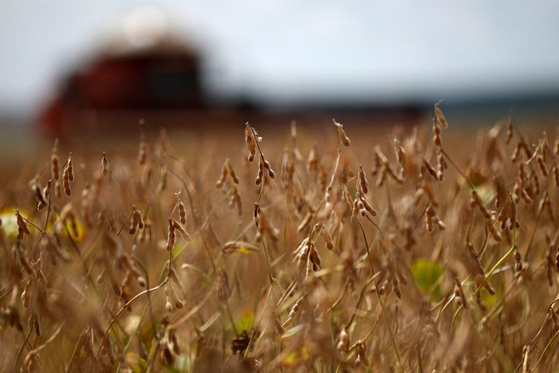 &copy; Reuters. FOTO DE ARCHIVO: Granos de soja durante la cosecha en una granja en Luziania, estado de Goiás