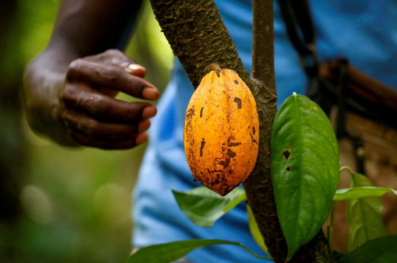 &copy; Reuters. FOTO DE ARCHIVO: Un agricultor se prepara para recoger una vaina de cacao en una granja de cacao en Alepe, Costa de Marfil. 7 de diciembre, 2020. REUTERS/Luc Gnago/Archivo