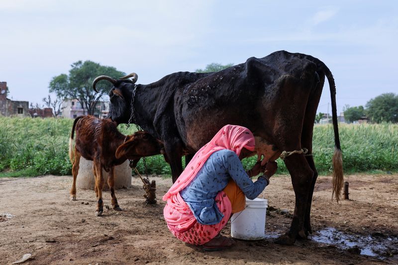 India's milk imports soar as disease hits local cattle stock