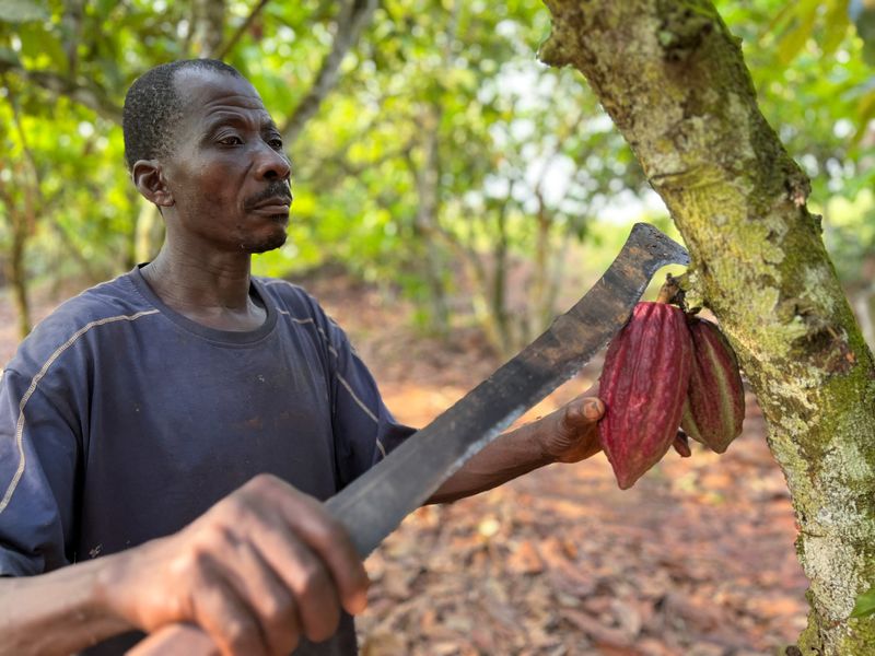 &copy; Reuters. Edouard Kouame Kouadio, a farmer cuts a cocoa pod with a machete at his cocoa farm in Gabeadji village, San Pedro, Ivory Coast January 31, 2023. REUTERS/Ange Aboa