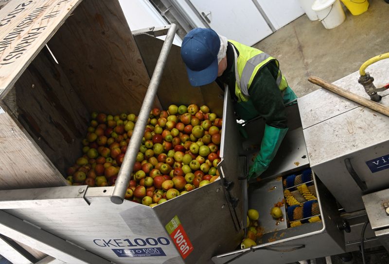 &copy; Reuters. Worker Mike Lawrence loads a crate of cox apples to be pressed to make Owlet brand apple juice at Loddington Farm near Maidstone in southern Britain, April 3, 2023. REUTERS/Toby Melville