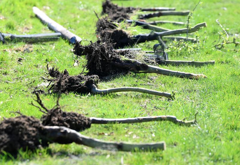 © Reuters. Uprooted apple trees lie in an orchard at Loddington Farm as they move away from apple growing near Maidstone in southern Britain, April 3, 2023. REUTERS/Toby Melville