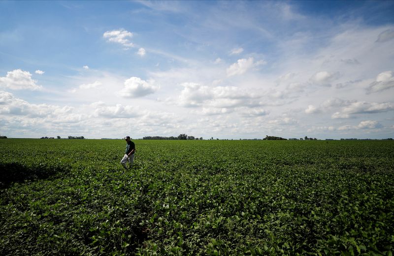&copy; Reuters. FOTO DE ARCHIVO: Un agrónomo camina en un campo sembrado con soja en la localidad de 25 de mayo, Argentina