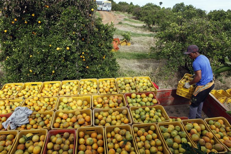 &copy; Reuters. FILE PHOTO: A worker loads a truck with crates of oranges at a farm in Limeira January 13, 2012. REUTERS/Paulo Whitaker