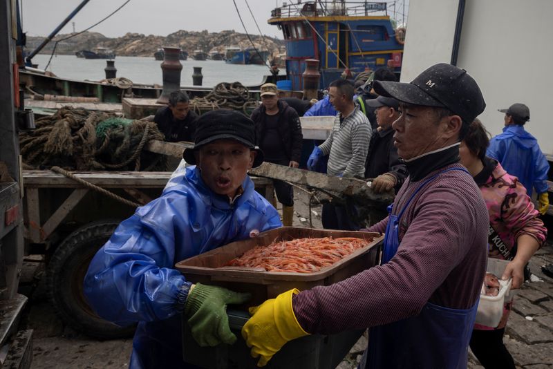 &copy; Reuters. Fishermen unload shrimp which they caught in the Taiwan Strait as their ship discharges its catch at a harbour on Pingtan Island, Fujian province, China, April 7, 2023.  REUTERS/Thomas Peter