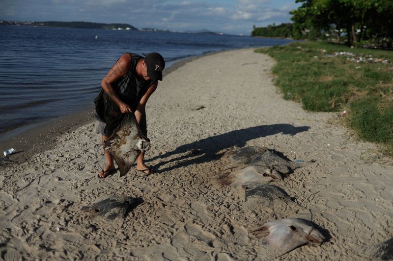 &copy; Reuters. Un pescador sostiene una raya muerta en Ilha do Fundao, a orillas de la bahía de Guanabara, en Río de Janeiro, Brasil, el 11 de abril, 2023. REUTERS/Pilar Olivares