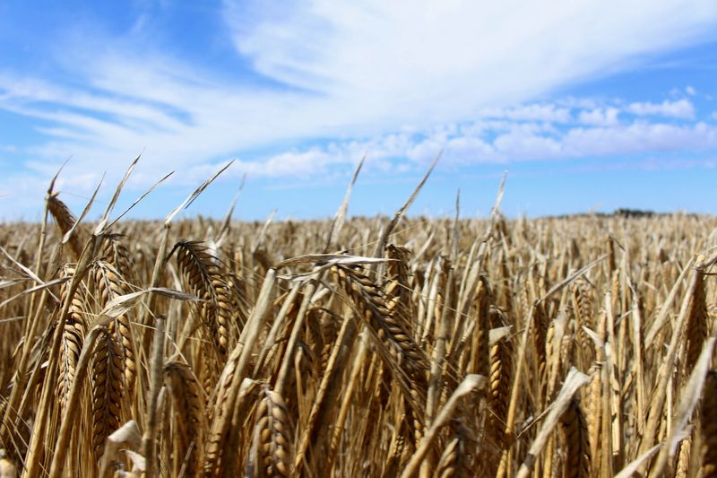 &copy; Reuters. FILE PHOTO: Crops are seen in a barley field at a farm near Moree, an inland town in New South Wales, Australia October 27, 2020. REUTERS/Jonathan Barrett/File Photo