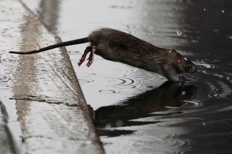 &copy; Reuters. FILE PHOTO: A rat jumps into a puddle in the snow in the Manhattan borough of New York City, New York, U.S., December 2, 2019. REUTERS/Carlo Allegri/File Photo