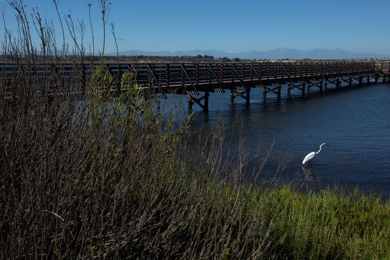 &copy; Reuters. FILE PHOTO: A Great Egret looks for fish as it hunts in the waters of the Bolsa Chica wetlands in Huntington Beach, California, U.S., June 24, 2021. REUTERS/Mike Blake/File Photo