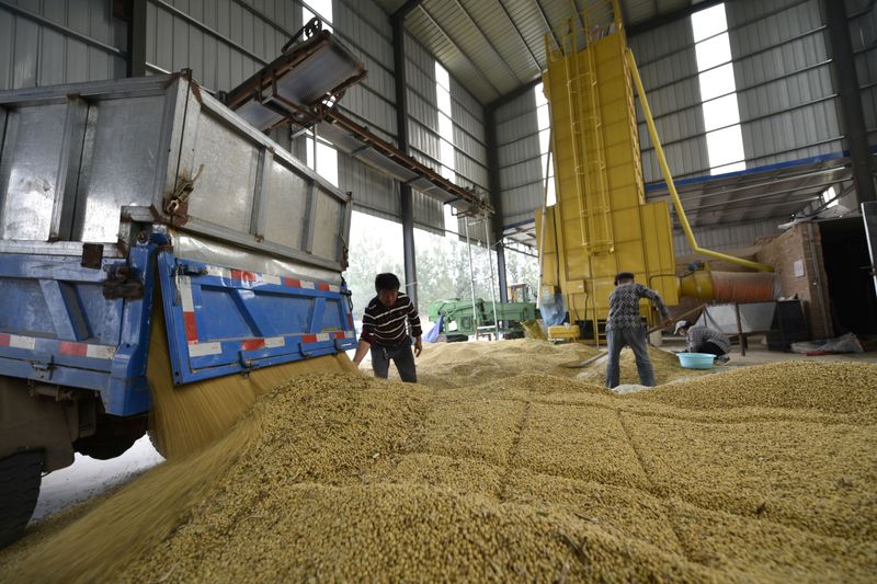 &copy; Reuters. FILE PHOTO: Workers are seen next to a truck unloading harvested soybeans at a farm in Chiping county, Shandong province, China October 8, 2018. Picture taken October 8, 2018. REUTERS/Stringer/File Photo