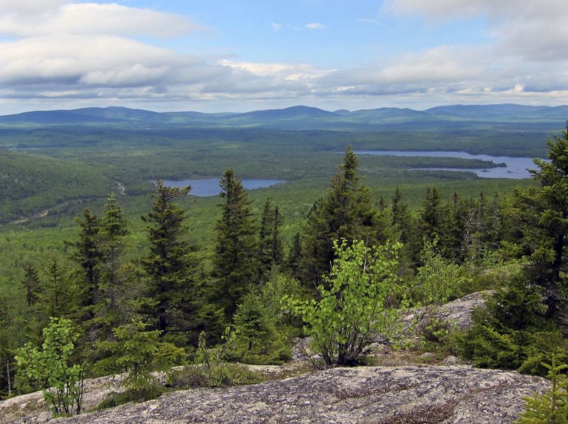 © Reuters. FILE PHOTO: Timberland is seen near Jackman, Maine, May 25, 2012.  REUTERS/Ernest Scheyder