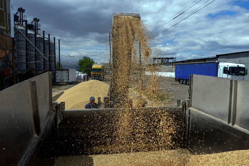 © Reuters. FILE PHOTO: A worker loads a truck with grain at a terminal during barley harvesting in Odesa region, Ukraine June 23, 2022.  REUTERS/Igor Tkachenko