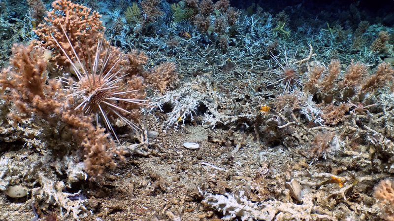 &copy; Reuters. جانب من الشعاب المرجانية المكتشفة حديثا في صورة غير مؤرخة حصلت عليها رويترز يوم الاثنين. يحظر إعادة بيع الصورة أو وضعها في أرشيف.