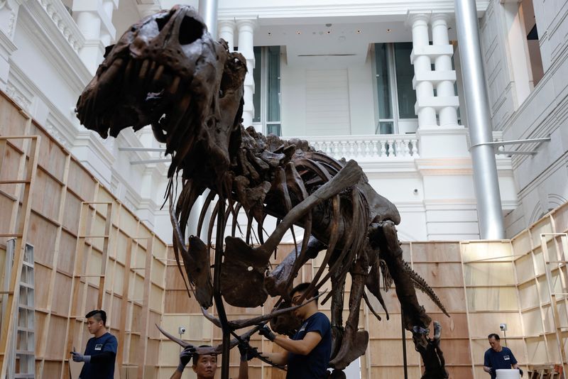 &copy; Reuters. هيكل عظمي لواحد من ديناصورات التيرانوصور ركس يزن 1.4 طن يتم تجميعه للعرض في مزاد دار كريستيز للمزادات داخل مسرح بسنغافورة يوم 27 أكتوبر تشرين 