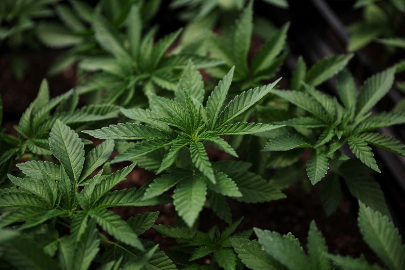 &copy; Reuters. FILE PHOTO: Marijuana plants for the adult recreational market are seen inside a greenhouse at Hepworth Farms in Milton, New York, U.S., July 15, 2022. REUTERS/Shannon Stapleton