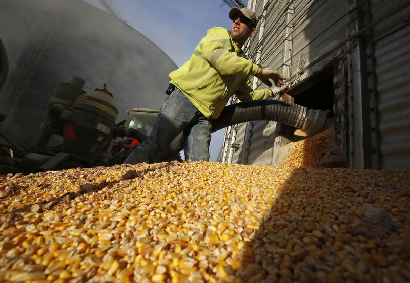 &copy; Reuters. FOTO DE ARCHIVO: Un trabajador vacía granos de maíz de un contenedor de granos en DeLong Company en Minooka, Illinois, Estados Unidos. 24 de septiembre, 2014. REUTERS/Jim Young