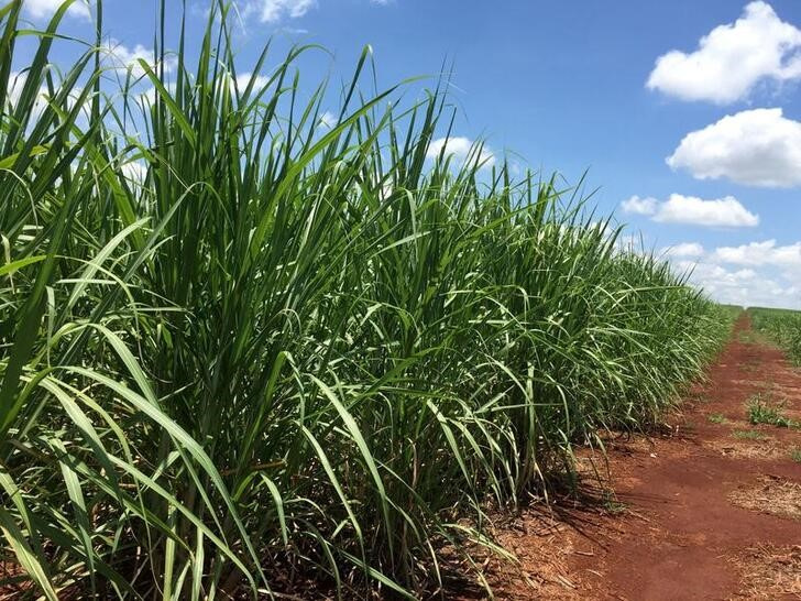 &copy; Reuters. Imagen de archivo de una plantación de caña de azúcar en una explotación agrícola en Jacarezinho, Brasil. 1 enero 2019. REUTERS/Marcelo Texeira