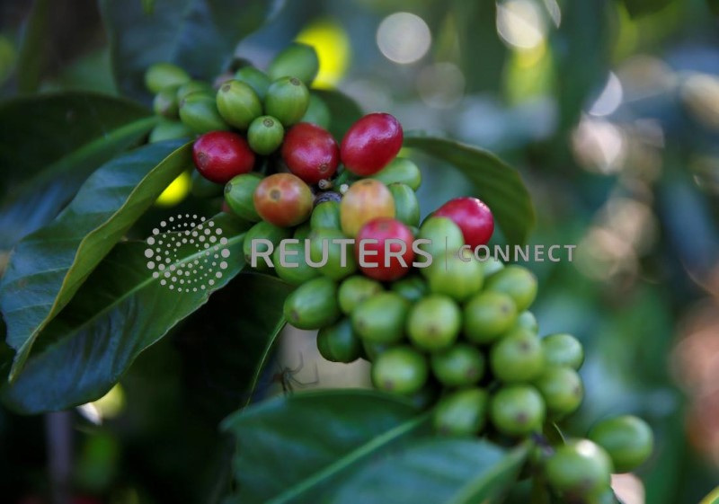 &copy; Reuters. Lavoura de café arábica em Pangalengan, Indonésia
20/04/2023
REUTERS/Darren Whiteside