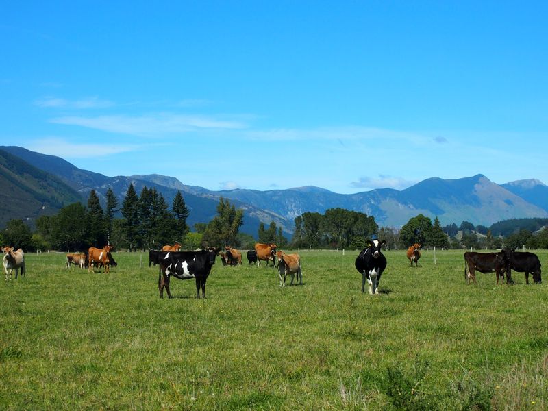 &copy; Reuters. FILE PHOTO: Cattle feed in a field in Golden Bay, South Island, New Zealand March 29, 2016.  REUTERS/Henning Gloystein/File Photo