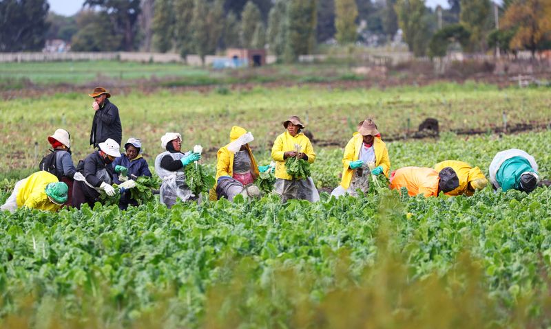 &copy; Reuters. FILE PHOTO: Workers harvest spinach at a farm in Klippoortjie, outside Johannesburg, South Africa, April 25, 2022. REUTERS/Siphiwe Sibeko