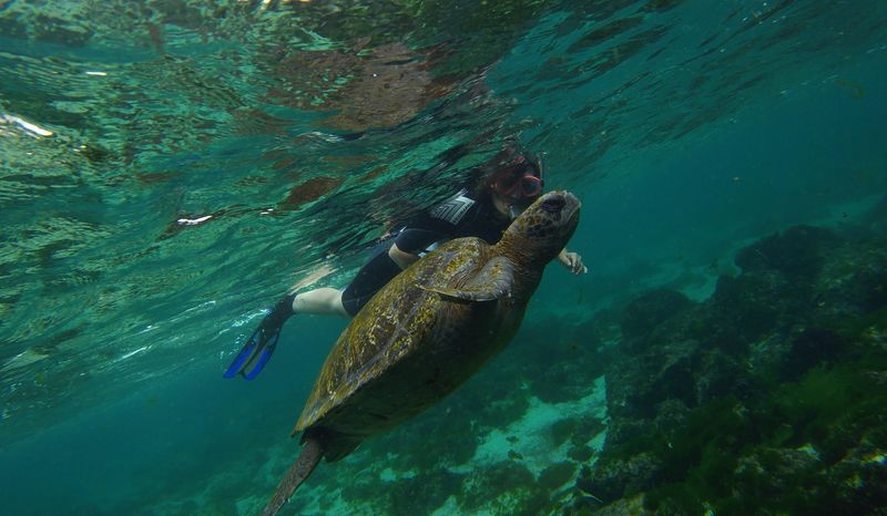 &copy; Reuters. Foto de archivo ilustrativa de una tortuga nadando junto a un turista en la isla de San Cristobal Island en Galapagos Ecuador
Oct 10, 2016. REUTERS/Nacho Doce