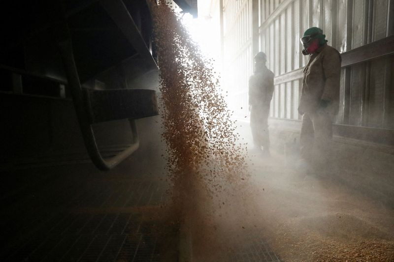 &copy; Reuters. FILE PHOTO: Workers unload a truck with GMO yellow corn imported from the U.S. at a cattle feed plant in Tepexpan, Mexico March 15, 2023. REUTERS/Raquel Cunha
