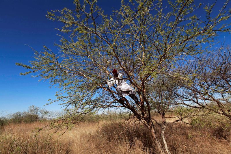 &copy; Reuters. FILE PHOTO: A farmer climbs on an Acacia tree to collect gum arabic in the western Sudanese town of El-Nahud that lies in the main farming state of North Kordofan December 18, 2012.  Business is booming in the western Sudanese town of El-Nahud thanks to r