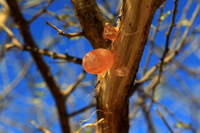 © Reuters. FILE PHOTO: Gum arabic is seen on an Acacia trees in the western Sudanese town of El-Nahud that lies in the main farming state of North Kordofan December 18, 2012. REUTERS/Mohamed Nureldin Abdallah