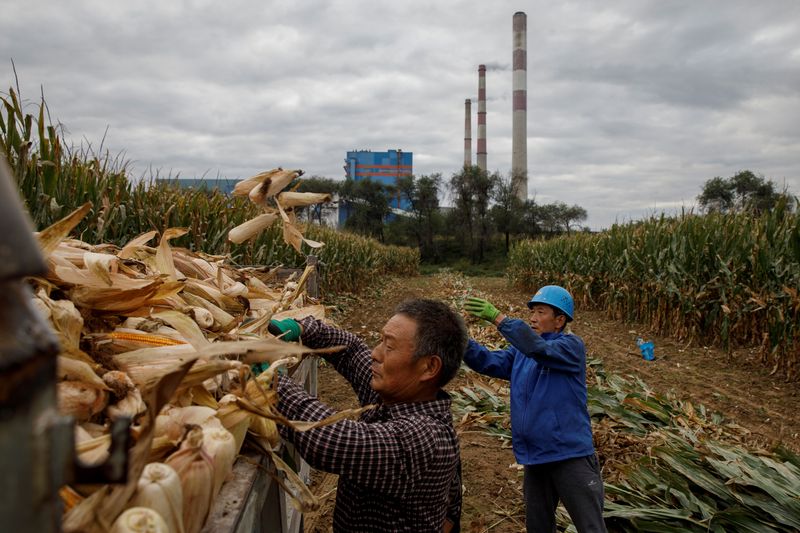 &copy; Reuters. Foto de archivo de campesinos cargando maíz en un camión en el distrito de Pingliang, en la provincia china de Gansu. 
Sep 19, 2020. REUTERS/Thomas Peter 
