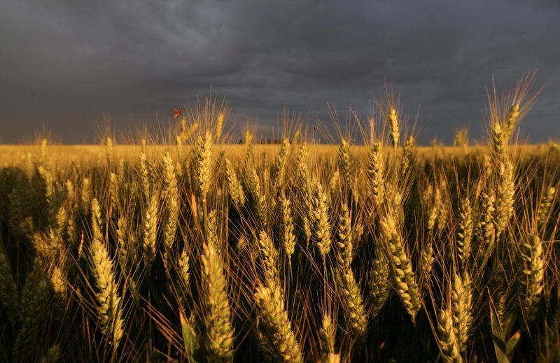 &copy; Reuters. FOTO DE ARCHIVO: Espigas de trigo durante la puesta de sol en un campo en Écoust-Saint-Mein