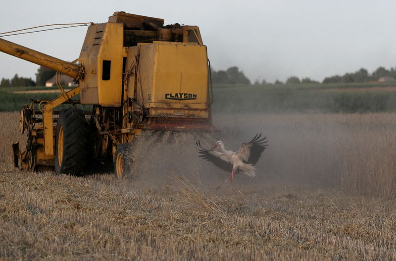 &copy; Reuters. FILE PHOTO: A stork flies as combine harvester reaps grain at a field near Celinowo Poland July 28, 2022. REUTERS/Kacper Pempel/
