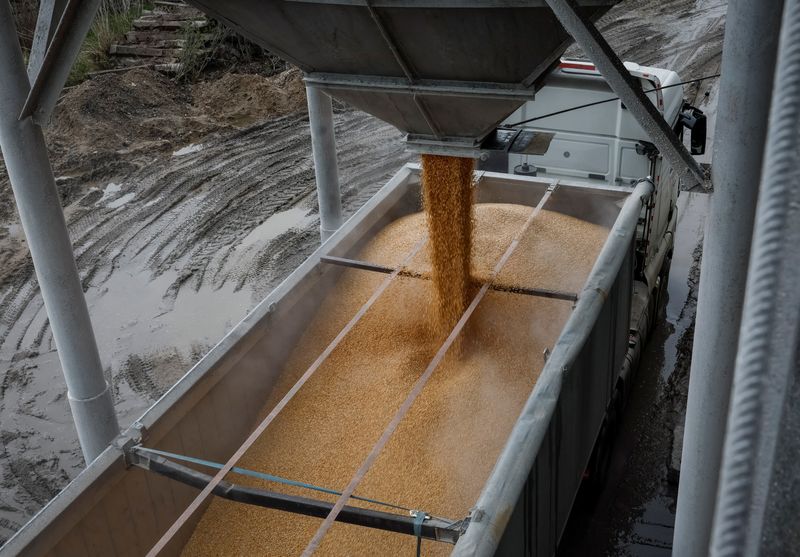 &copy; Reuters. A load of corn is poured into a truck, at a grain storage facility in the village of Bilohiria, Khmelnytskyi region, Ukraine April 19, 2023. REUTERS/Gleb Garanich