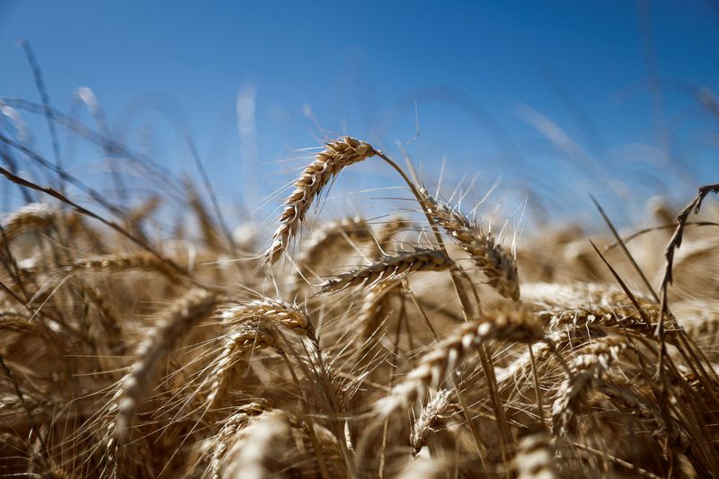 &copy; Reuters. FOTO DE ARCHIVO: Una vista muestra espigas de trigo en un campo antes de la cosecha en Survilliers, Francia. 15 de julio, 2022. REUTERS/Benoit Tessier/Archivo