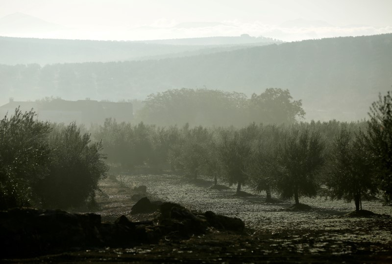 La UE pide consultas con EEUU en la OMC sobre las aceitunas españolas