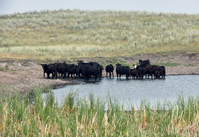 &copy; Reuters. FILE PHOTO: Cattle congregate in mid-day heat at a pasture water pond near Gackle, North Dakota, U.S., July 30, 2021. REUTERS/Dan Koeck/File Photo