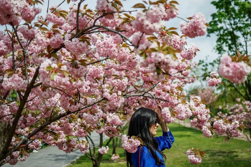 &copy; Reuters. A woman poses for a photo under cherry blossoms in a park in Kyiv, Ukraine, May 4, 2023. REUTERS/Alina Smutko/File Photo