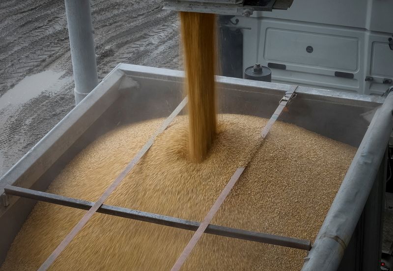 &copy; Reuters. FILE PHOTO: A load of corn is poured into a truck, at a grain storage facility in the village of Bilohiria, Khmelnytskyi region, Ukraine April 19, 2023. REUTERS/Gleb Garanich/