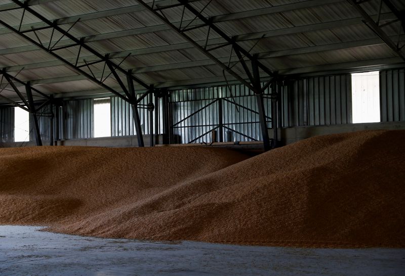 &copy; Reuters. Corn sits at a grain storage in a farm, in Timar, Hungary, April 19, 2023. REUTERS/Bernadett Szabo