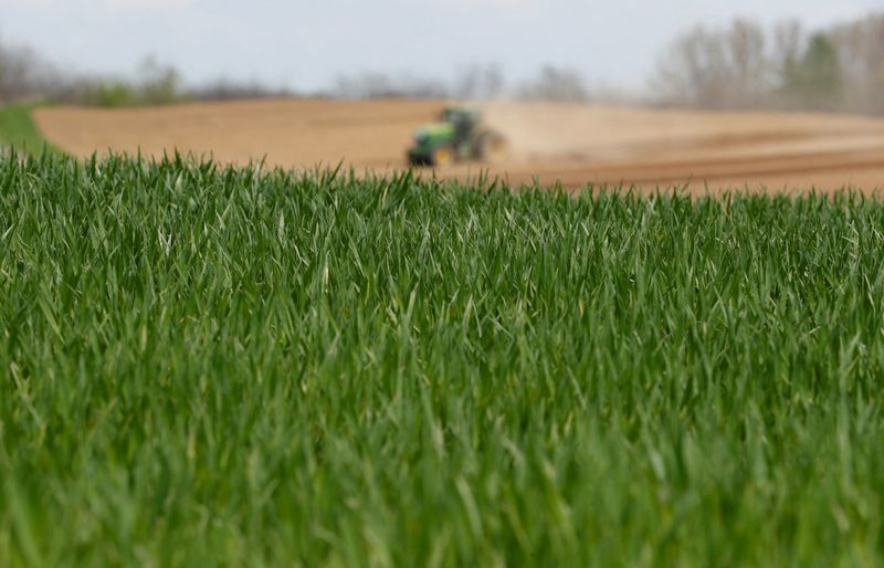 &copy; Reuters. View of fields of wheat on farmland near the village of Timar, Hungary, April 19, 2023. REUTERS/Bernadett Szabo