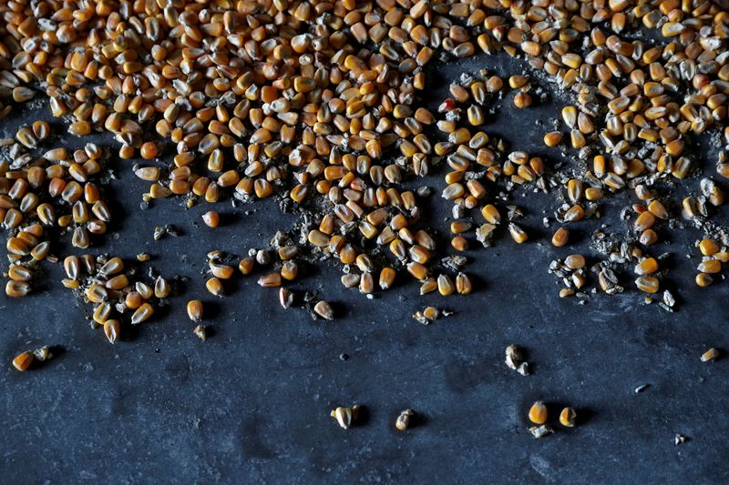 © Reuters. Corn sits at a grain storage in a farm, in Timar, Hungary, April 19, 2023. REUTERS/Bernadett Szabo