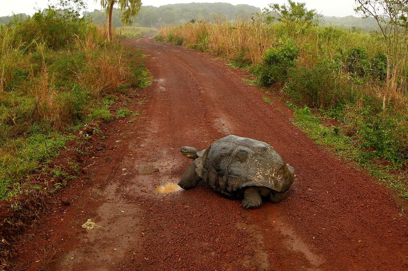 &copy; Reuters. FILE PHOTO: A giant tortoise is seen on a road at Santa Cruz island at Galapagos National Park August 23, 2013. REUTERS/Jorge Silva