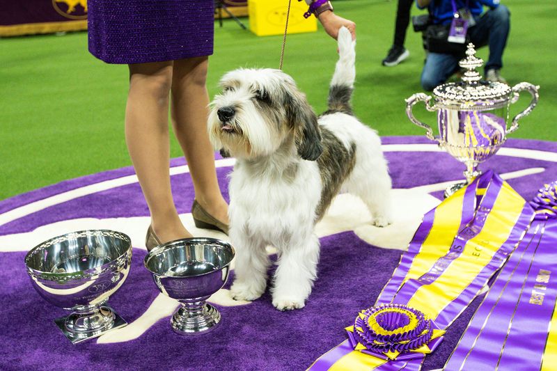 &copy; Reuters. Buddy Holly,  a Petit Basset Griffon Vendeen, celebrates after winning the best in show competition during the 147th Westminster Kennel Club Dog Show at the USTA Billie Jean King National Tennis Center in New York, U.S., May 9, 2023. REUTERS/Eduardo Munoz