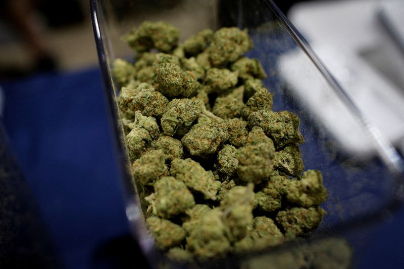 &copy; Reuters. FILE PHOTO: Cannabis buds are seen in a container during the Cannadelic Miami expo, in Miami, Florida, U.S. February 5, 2022. REUTERS/Marco Bello/File Photo