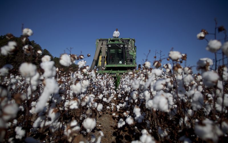 &copy; Reuters. Colheita de algodão
24/11/2012
REUTERS/Randall Hill
