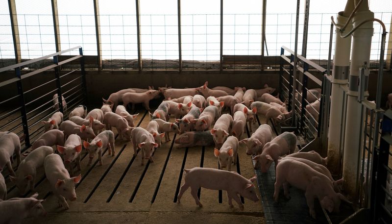 © Reuters. FILE PHOTO: A pen of young pigs is seen during a tour of a hog farm in Ryan, Iowa, U.S., May 18, 2019. REUTERS/Ben Brewer