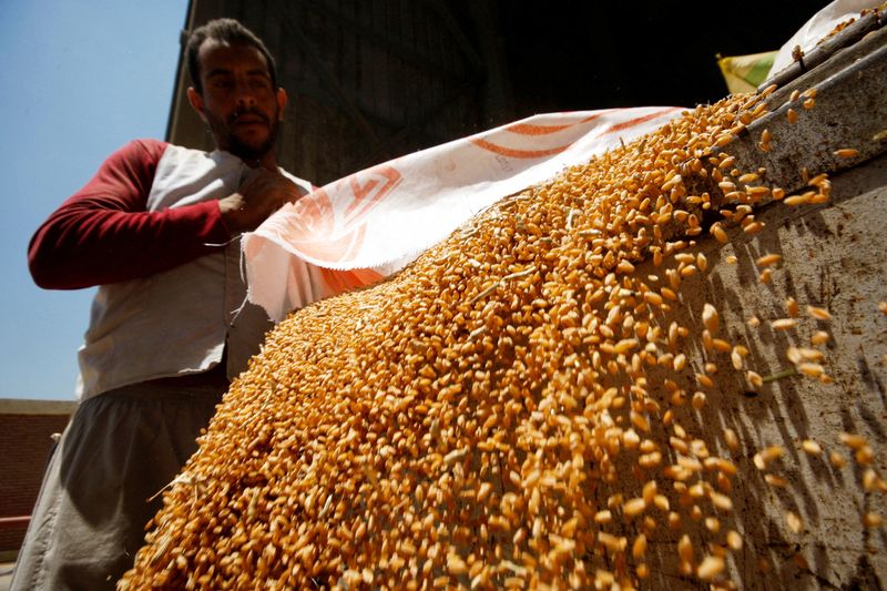&copy; Reuters. مزارع يجمع القمح في إحدى صوامع الحبوب في بنها بمحافظة القليوبية يوم 15 مايو أيار 2022. تصوير: شكري حسين - رويترز.