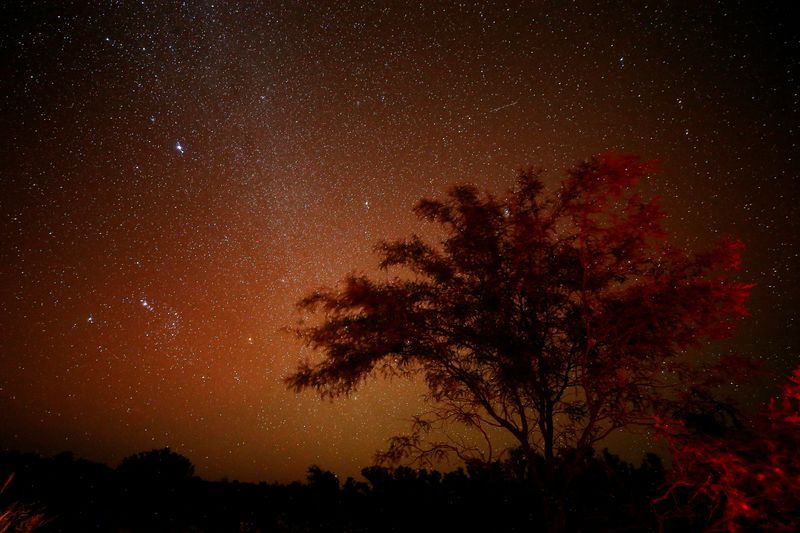 © Reuters. A tree is pictured under stars at the Banado La Estrella, Formosa, Argentina April 20, 2023. The Gran Chaco is facing growing pressure as large-scale farms producing soy and cattle expand to meet global food demand. REUTERS/Agustin Marcarian     