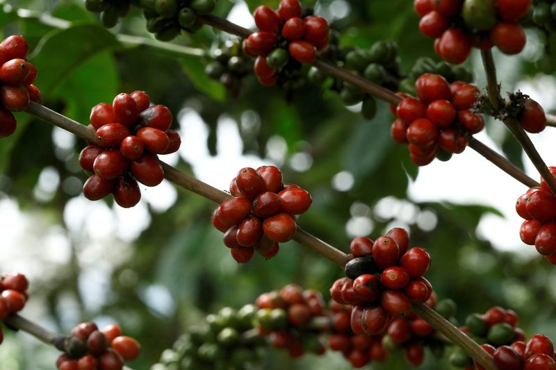 &copy; Reuters. Plantação de café robusta. REUTERS/Juan Carlos Ulate/File Photo